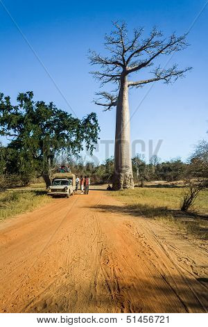 Bush Taxi And Baobab