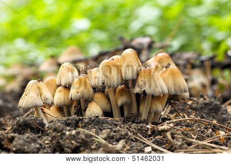 poisonous mushrooms Entoloma cetratum