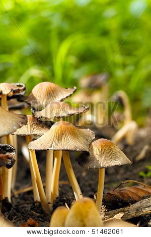poisonous mushrooms Entoloma cetratum