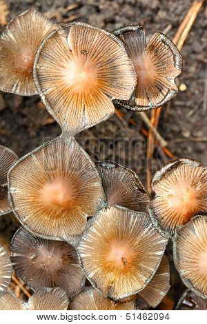 poisonous mushrooms Entoloma cetratum
