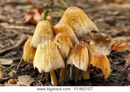 poisonous mushrooms Entoloma cetratum