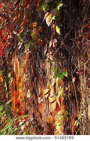 autumn background of wild grapes