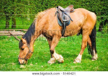 Cavallo