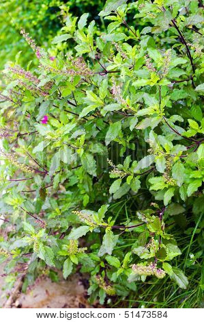 Holy Basil