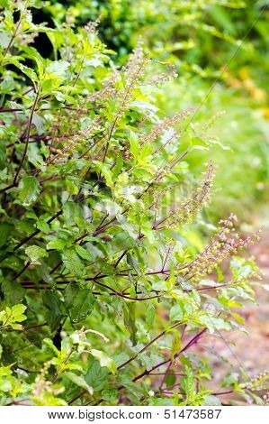 Holy Basil