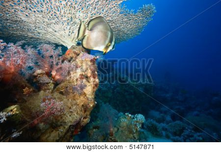 Coral og Spadefish
