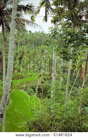 Rice Fields in Bali, Indonesia
