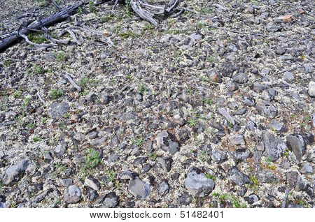 The Stony Soil.
