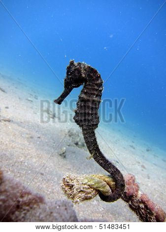 Black seahorse