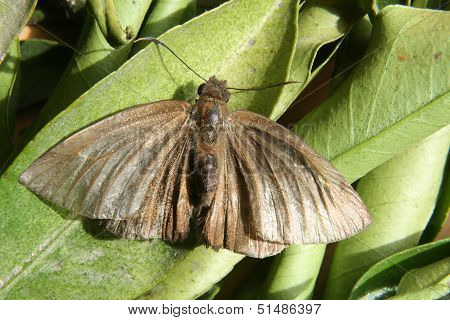 Brown Moth on a Leaf