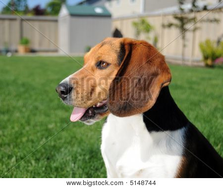 Beagle