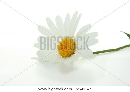 Daisy blomst isoleret