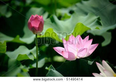 Pink Lotus