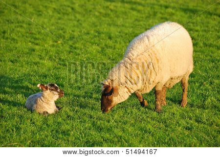 Spring Lambs
