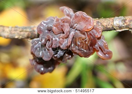 fungus Resembling Jelly Mesenterica