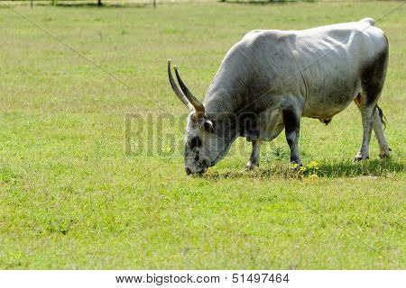 Hungarian Grey Cattle