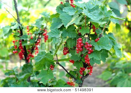 Berry of a red currant