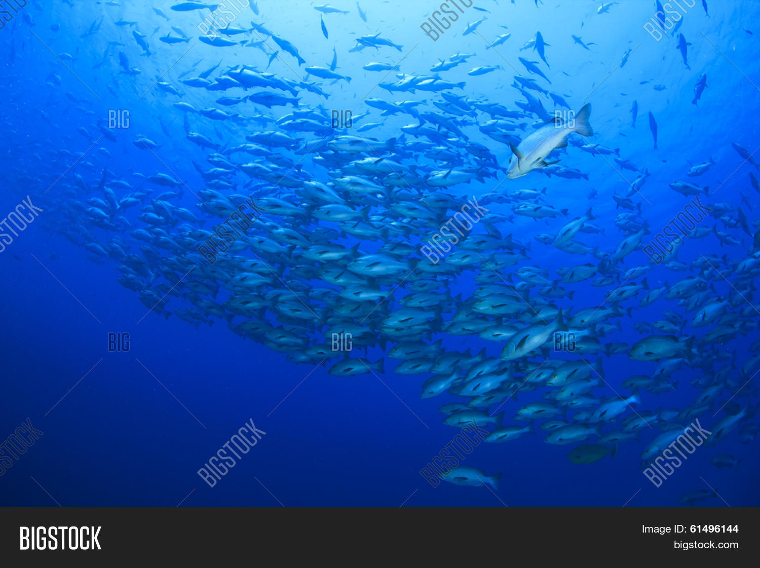 Snapper Fish School Snapper Fish School Image & Photo (Free Trial) | Bigstock
