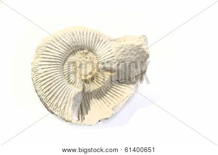 Old Amonite Skeleton