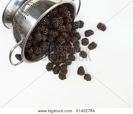 Blackberry Harvest