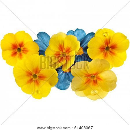 Colorful blooming primrose primula polyanthus isolated on white
