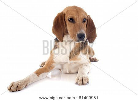 Beagle Harrier