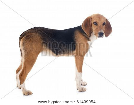 Beagle Harrier