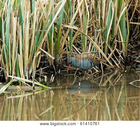 Water Rail