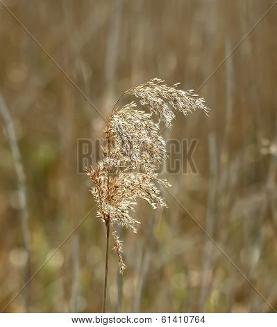 Reed Seedhead