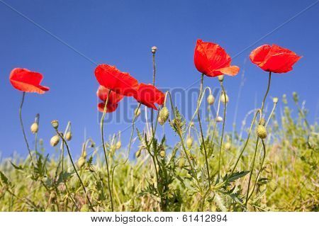 poppy seed flowering