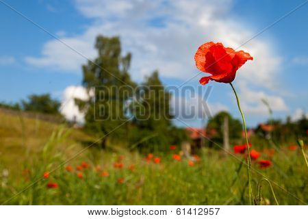 poppy seed flowering