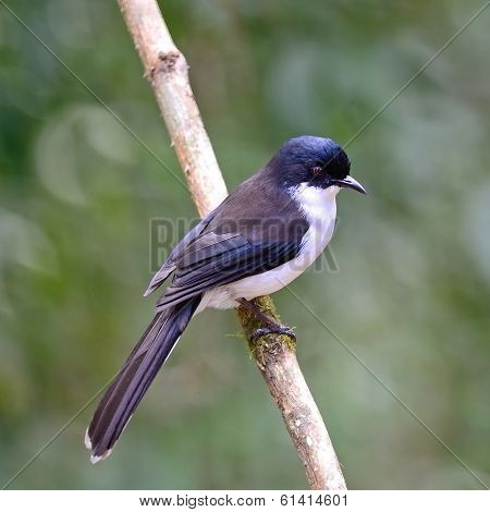 Dark-backed Sibia
