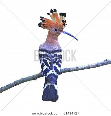 Eurasian Hoopoe