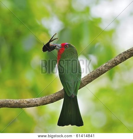 Female Red-bearded Bee-eater