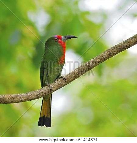 Female Red-bearded Bee-eater