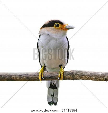 Silver-breasted Broadbill