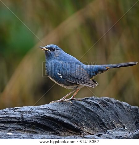 Male White-bellied Redstart