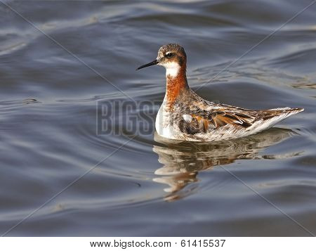 Red-necked Phalarope