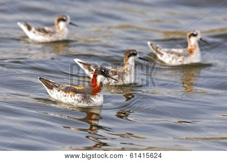 Red-necked Phalarope