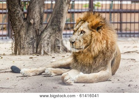 Lion