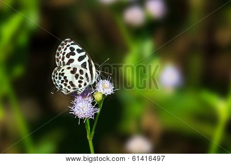 Small Black And White Butterfly Sucking Food From Flower
