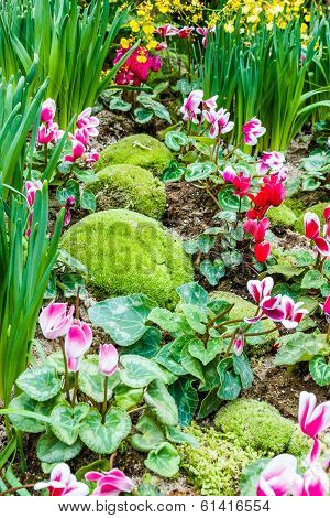 Tulips