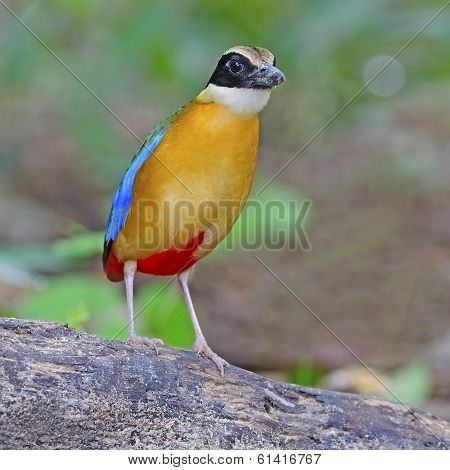 Blue-winged Pitta