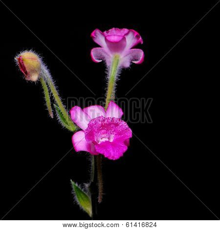 Calanthe cardioglossa