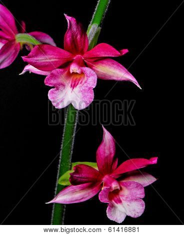 Calanthe hybrid