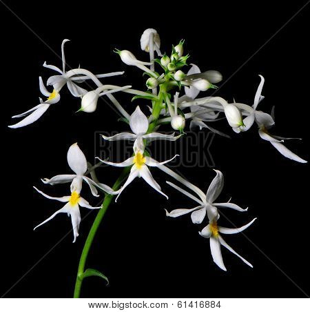 Calanthe leonidii