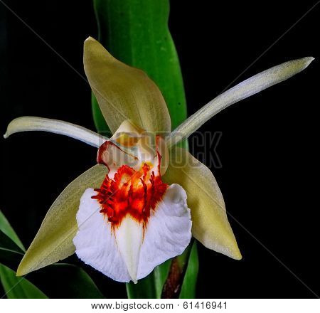 Coelogyne