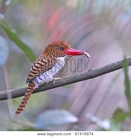Female Banded Kingfisher