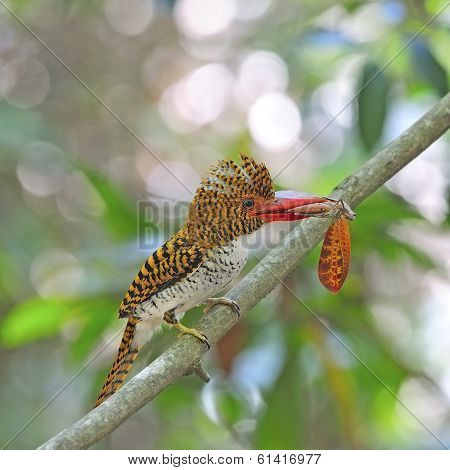 Female Banded Kingfisher