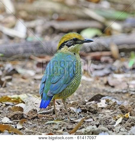 Female Bar-bellied Pitta